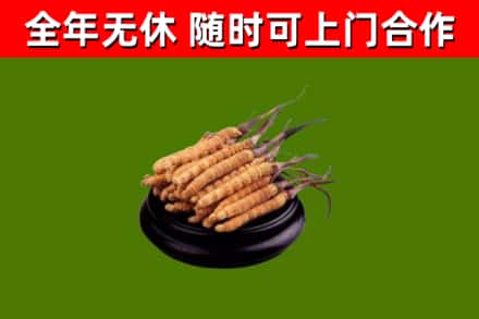 香洲烟酒回收冬虫夏草.jpg
