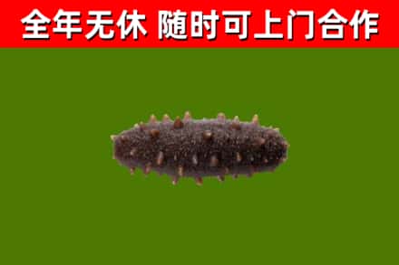 香洲烟酒回收干海参.jpg